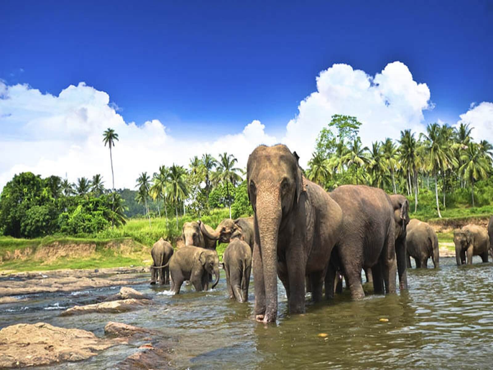 travelco-tour-packages-amazing-srilanka-3